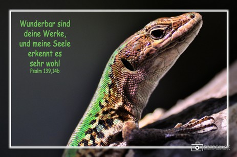 Eidexe Psalm 139,14b.jpg.jpg