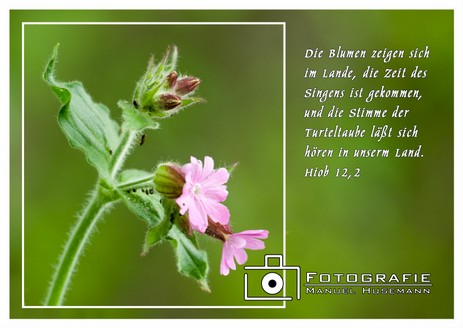 Hiob 2,12 Blumen Postkarte.jpg.jpg