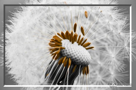 Puste Pustel Blume-1.jpg.jpg