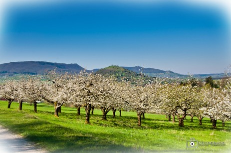 Weilheim in Kirschblüten.jpg.jpg