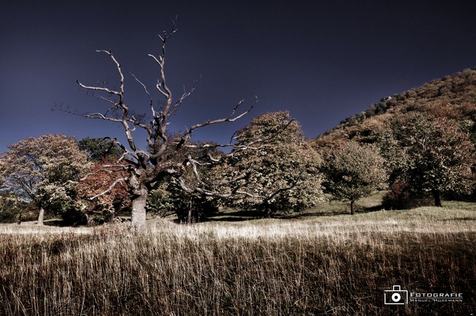 Bisingerheide Herbst.jpg.jpg