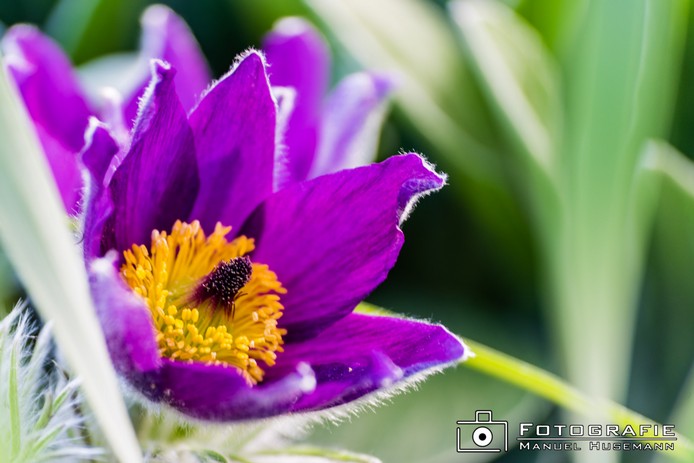 Blüte FHU_1118-45.jpg