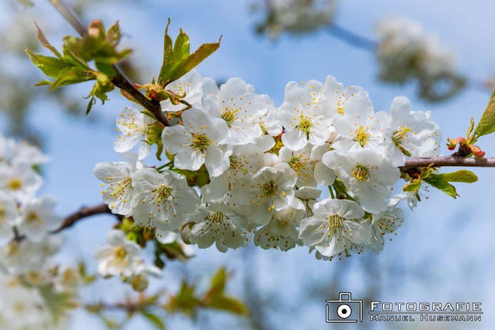 Kirschblüten FHU_1149.jpg