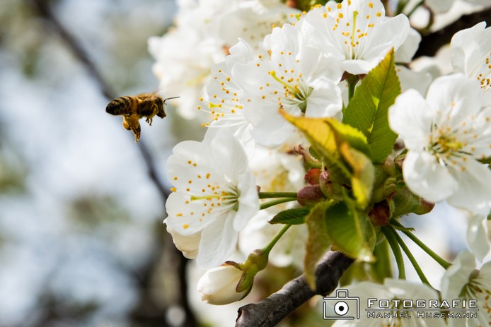 Kirschblüten FHU_1151.jpg
