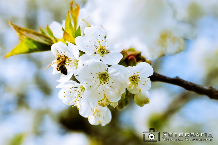 Kirschblüten FHU_1155.jpg