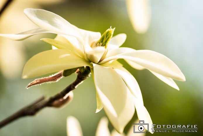 Magnolie FHU_1316.jpg