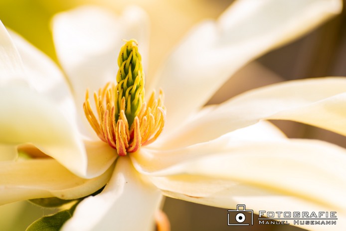 Magnolie FHU_1319.jpg