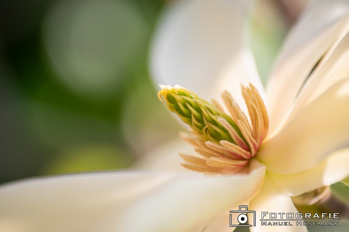 Magnolie FHU_1323.jpg